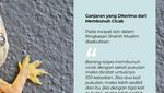 Anjuran Membunuh Cicak dalam Hadits, Berpahala 100 Kebaikan