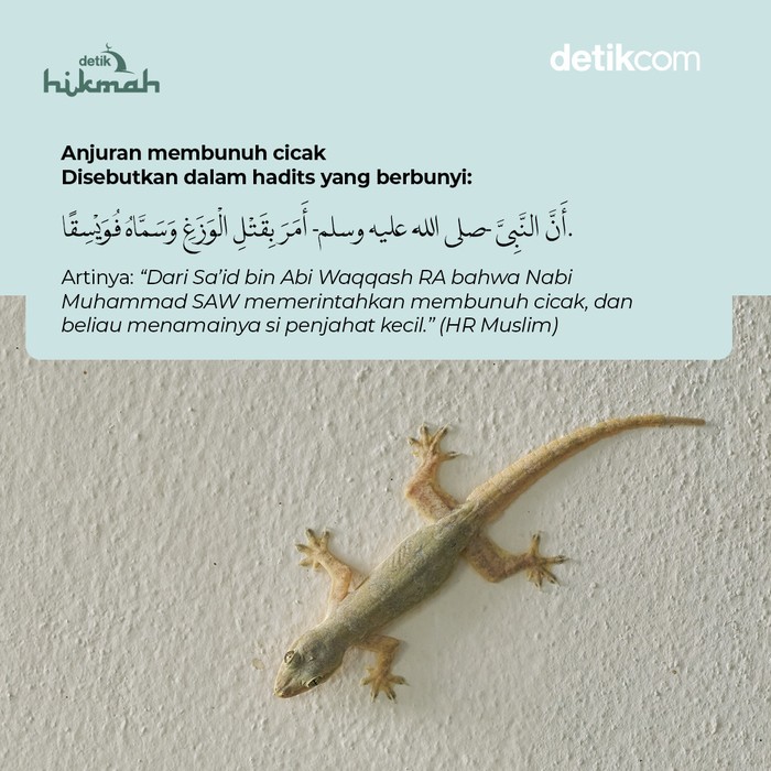 Infografis Anjuran Membunuh Cicak