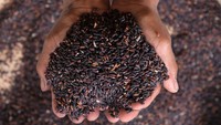 Kelompok tani organik tersebut memproduksi berbagai varietas beras sebanyak 20-30 ton per bulan yang dipasarkan ke sejumlah daerah di Indonesia. 
