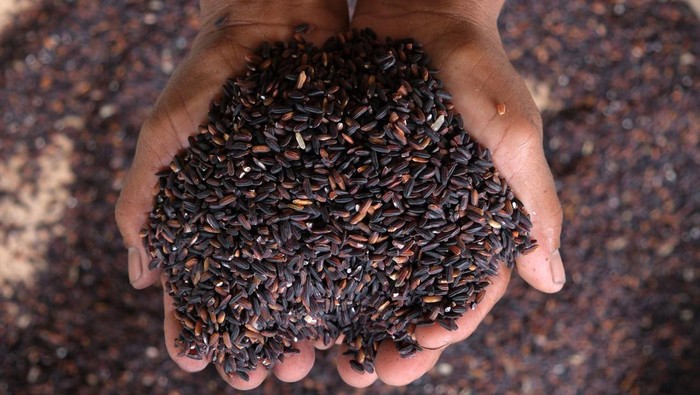 Kelompok tani Somya Pertiwi mengumpulkan beras organik pada keranjang saat proses penggilingan di Dusun Wongaya Betan, Desa Mangesta, Tabanan, Bali, Sabtu (3/8/2024). Kelompok tani organik tersebut memproduksi berbagai varietas beras sebanyak 20-30 ton per bulan yang dipasarkan ke sejumlah daerah di Indonesia dengan harga jual Rp15 ribu hingga Rp25 ribu per kg. ANTARA FOTO/Nyoman Hendra Wibowo/aww.