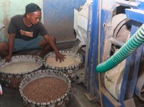 Melihat Produksi Beras Organik di Bali