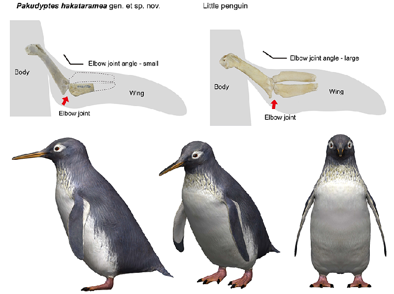 Pakudyptes hakataramea