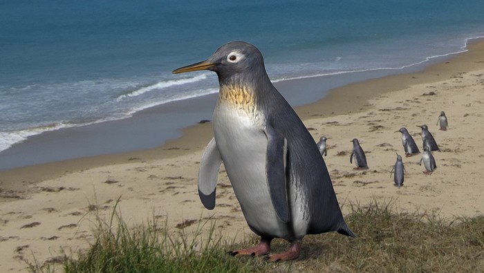 Pakudyptes hakataramea