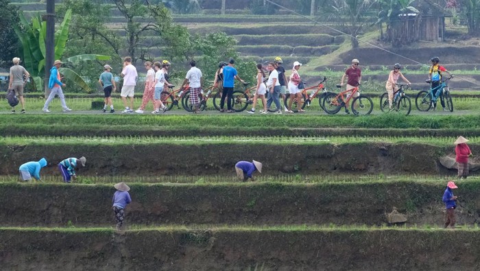 Potret Ramainya Bali Diserbu Turis Asing Sejumlah wisatawan mancanegara berjalan menyusuri persawahan saat berkunjung di Daya Tarik Wisata (DTW) Jatiluwih, Tabanan, Bali, Sabtu (3/8/2024). Berdasarkan data dari Badan Pusat Statistik (BPS) Provinsi Bali mencatat hasil perkembangan pariwisata terkait jumlah kunjungan wisman ke Bali saat ini melebihi situasi sebelum COVID-19 yakni Januari-Juni 2024 kunjungan wisman sebanyak 2.911.155 orang, jumlah tersebut lebih tinggi dibanding Januari-Juni 2019 sebanyak 2.855.782 orang. ANTARA FOTO/Nyoman Hendra Wibowo/aww.