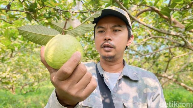 Soni merawat pohon jambu muliknya di Sukabumi