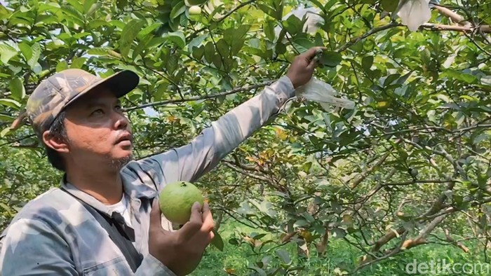 Soni merawat pohon jambu muliknya di Sukabumi