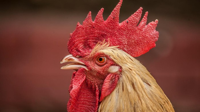 Ilustrasi ayam