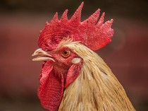 Pria di Garut Dianiaya hingga Dipaksa Makan Kotoran Ayam