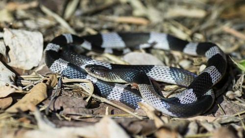 Ilustrasi ular weling