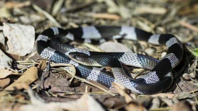 Ular stol ostidagi mushuklarini korsatishadi