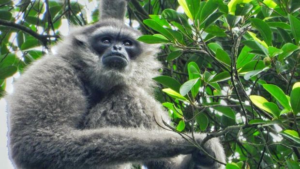 Penampakan owa Jawa di Pegunungan Sanggabuana.