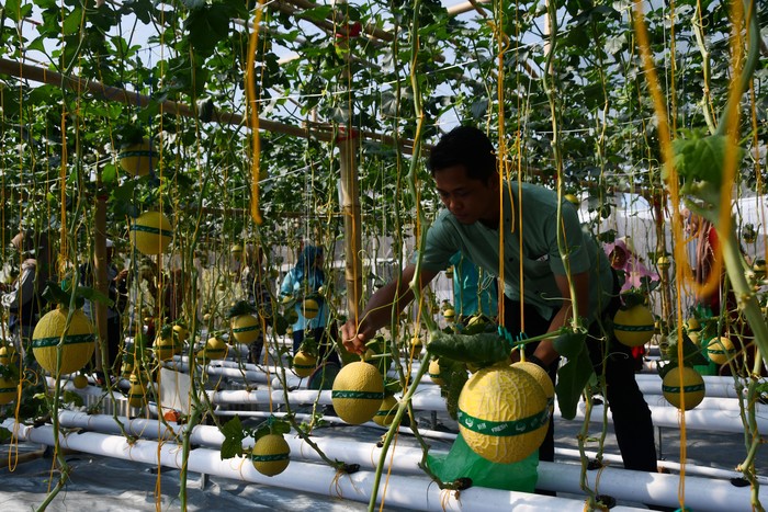Serunya Wisata Petik Melon di Kebun Hidroponik Magetan Pengunjung memetik buah melon saat peluncuran agrowisata petik melon hidroponik di green house Lozam Kembangan, Sukomoro, Magetan, Jawa Timur, Minggu (4/8/2024). Pemkab Magetan berupaya mengembangkan pertanian modern dengan sistem hidroponik guna mendorong generasi muda menjadi petani milenial sekaligus meningkatkan kunjungan wisata. ANTARA FOTO/Siswowidodo/rwa.