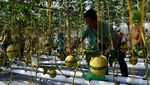Serunya Wisata Petik Melon di Kebun Hidroponik Magetan