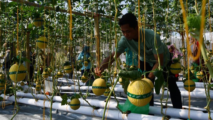 Serunya Wisata Petik Melon di Kebun Hidroponik Magetan Pengunjung memetik buah melon saat peluncuran agrowisata petik melon hidroponik di green house Lozam Kembangan, Sukomoro, Magetan, Jawa Timur, Minggu (4/8/2024). Pemkab Magetan berupaya mengembangkan pertanian modern dengan sistem hidroponik guna mendorong generasi muda menjadi petani milenial sekaligus meningkatkan kunjungan wisata. ANTARA FOTO/Siswowidodo/rwa.