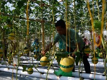 Serunya Wisata Petik Melon di Kebun Hidroponik Magetan