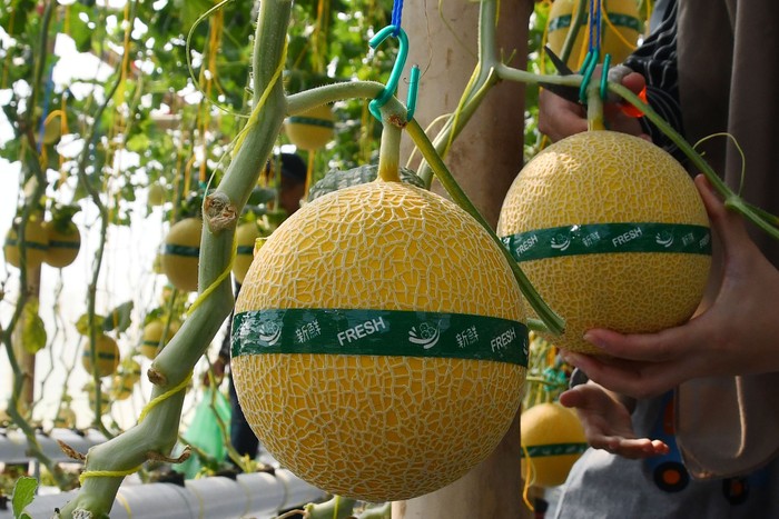 Pengunjung memetik buah melon saat peluncuran agrowisata petik melon hidroponik di green house Lozam Kembangan, Sukomoro, Magetan, Jawa Timur, Minggu (4/8/2024). Pemkab Magetan berupaya mengembangkan pertanian modern dengan sistem hidroponik guna mendorong generasi muda menjadi petani milenial sekaligus meningkatkan kunjungan wisata. ANTARA FOTO/Siswowidodo/rwa.