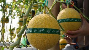 Serunya Wisata Petik Melon di Kebun Hidroponik Magetan, Coba Yuk!