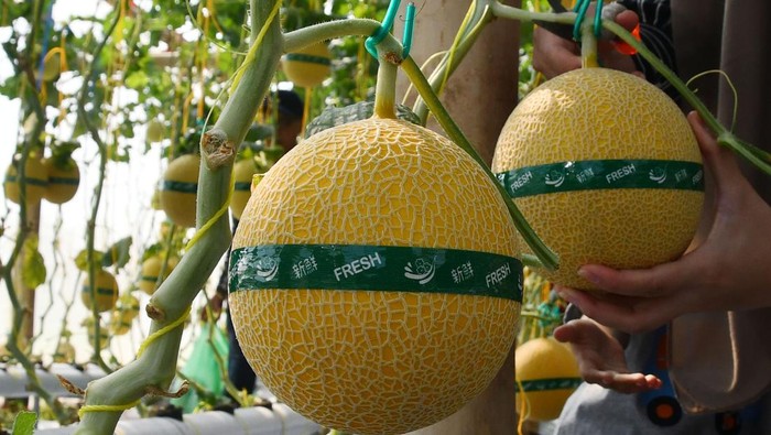 Serunya Wisata Petik Melon di Kebun Hidroponik Magetan Pengunjung memetik buah melon saat peluncuran agrowisata petik melon hidroponik di green house Lozam Kembangan, Sukomoro, Magetan, Jawa Timur, Minggu (4/8/2024). Pemkab Magetan berupaya mengembangkan pertanian modern dengan sistem hidroponik guna mendorong generasi muda menjadi petani milenial sekaligus meningkatkan kunjungan wisata. ANTARA FOTO/Siswowidodo/rwa.