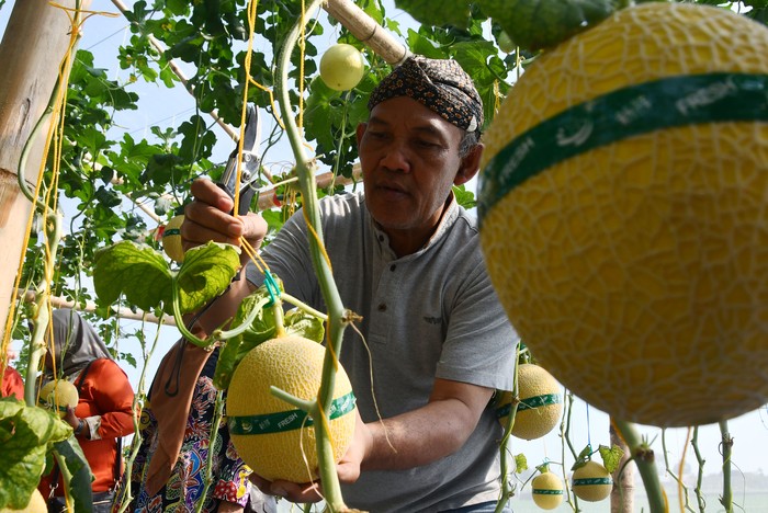 Pengunjung memetik buah melon saat peluncuran agrowisata petik melon hidroponik di green house Lozam Kembangan, Sukomoro, Magetan, Jawa Timur, Minggu (4/8/2024). Pemkab Magetan berupaya mengembangkan pertanian modern dengan sistem hidroponik guna mendorong generasi muda menjadi petani milenial sekaligus meningkatkan kunjungan wisata. ANTARA FOTO/Siswowidodo/rwa.