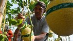 Serunya Wisata Petik Melon di Kebun Hidroponik Magetan