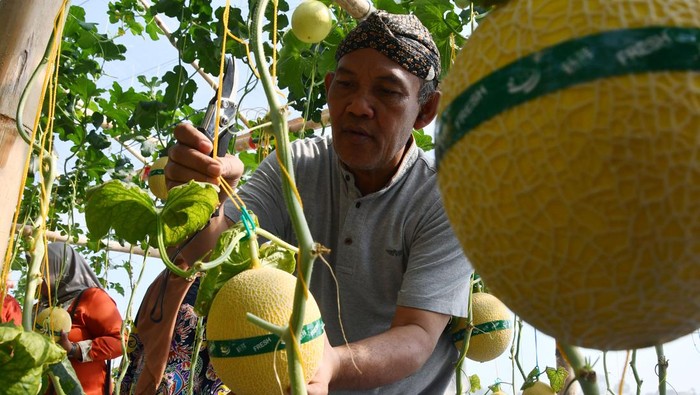 Pengunjung memetik buah melon saat peluncuran agrowisata petik melon hidroponik di green house Lozam Kembangan, Sukomoro, Magetan, Jawa Timur, Minggu (4/8/2024). Pemkab Magetan berupaya mengembangkan pertanian modern dengan sistem hidroponik guna mendorong generasi muda menjadi petani milenial sekaligus meningkatkan kunjungan wisata. ANTARA FOTO/Siswowidodo/rwa.