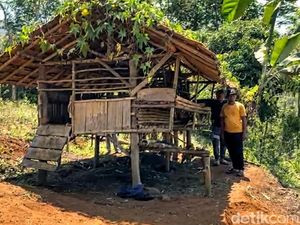 Teror Hewan Buas Pemangsa Ternak di Cikidang Sukabumi
