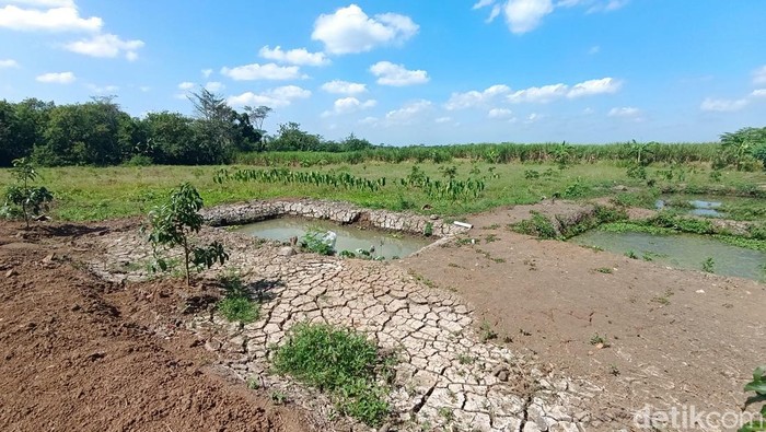 Kondisi ladang milik warga di Dusun Kaliduren I, Sumberagung, Moyudan, Sleman terlihat mengalami pecah tanah, Senin (5/8/2024).