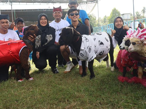 Uniknya Kontes Domba dan Kambing di Banyuwangi