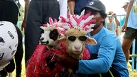 Beberapa hewan ternak yang mengikuti kontes tersebut didandani agar terlihat unik dan menarik.
