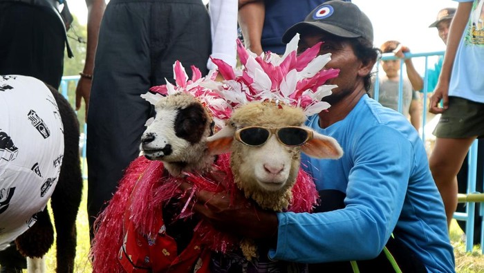 Kontes Domba dan Kambing Piala Bupati Banyuwangi Kontes Domba dan Kambing Piala Bupati Banyuwangi