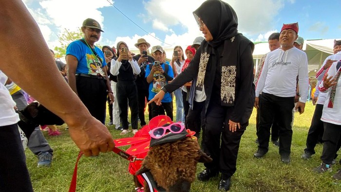 Kontes Domba dan Kambing Piala Bupati Banyuwangi