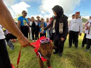 Tingkah Gemas Ratusan Domba dan Kambing Berebut Piala Bupati Banyuwangi