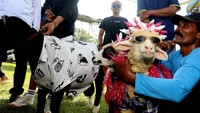 Salah satu kambing milik peternak yang menjadi pusat perhatian warga saat kontes berlangsung.