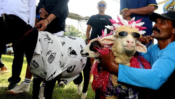 Kontes Domba dan Kambing Piala Bupati Banyuwangi