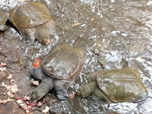 Usaha Melestarikan Kuya Belawa, Satwa Unik yang Dikeramatkan di Cirebon
