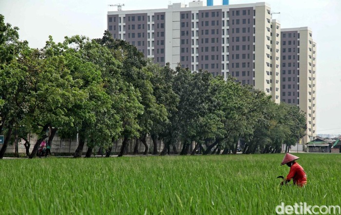 Lahan Sawah di Jakarta