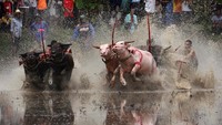 Lomba balap kerbau tersebut merupakan perlombaan tahunan yang sudah ada sejak tahun 1800-an yang lalu, sebagai penanda dimulainya musim penanaman padi di Thailand.  
