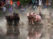 Meriahnya Festival Balap Kerbau di Thailand