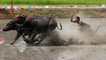 Meriahnya Festival Balap Kerbau di Thailand