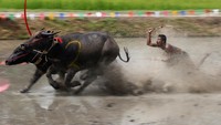 Seorang joki berlomba dalam festival balap kerbau tahunan di Chonburi, di provinsi Chonburi, Thailand, Minggu (4/8/2024).  