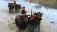 Selain sebagai ajang melestarikan budaya, acara ini juga merupakan bentuk penghormatan terhadap peran kerbau sebagai hewan yang berjasa pada bidang pertanian sejak zaman dahulu hingga sekarang.  