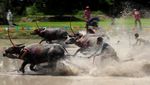 Meriahnya Festival Balap Kerbau di Thailand