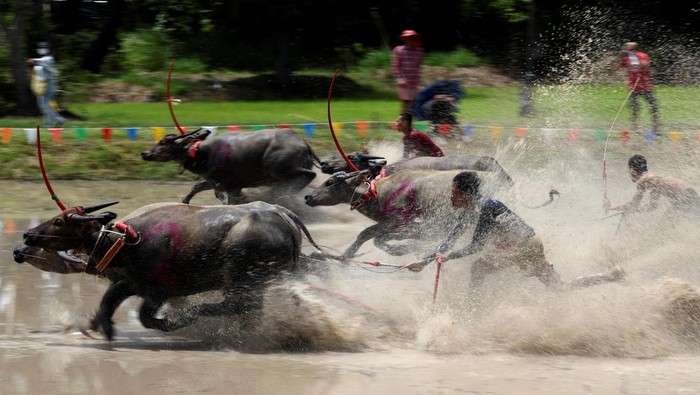 Meriahnya Festival Balap Kerbau di Thailand Jockeys compete in Chonburi's annual buffalo race festival, in Chonburi province, Thailand, August 4, 2024. REUTERS/Chalinee Thirasupa