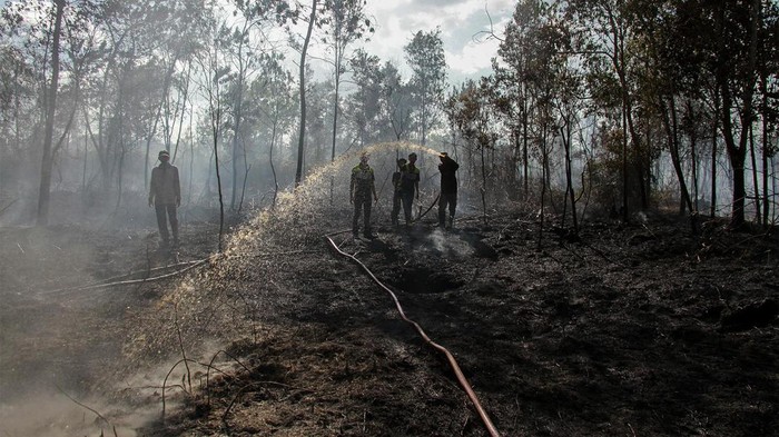 Petugas Manggala Agni menarik slang saat proses pemadaman kebakaran lahan gambut di Kelurahan Kalampangan, Palangka Raya, Kalimantan Tengah, Minggu (4/8/2024). Berdasarkan data dari Badan Penanggulangan Bencana dan Pemadam Kebakaran (BPBPK) Provinsi Kalimantan Tengah luas lahan yang terbakar dari 1 Januari hingga 3 Agustus 2024 seluas 384,85 hektare dari 193 kejadian karhutla. ANTARA FOTO/Auliya Rahman/tom.