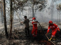 Potret Perjuangan Damkar Padamkan Kebakaran Lahan Gambut di Kalteng