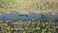 Sejumlah kerbau berendam di sisa air kawasan rawa di Chibayish, Nasiriyah. 