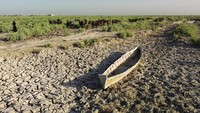 Kekeringan melandan rawa di Chibayish, Nasiriyah, Irak selatan.
