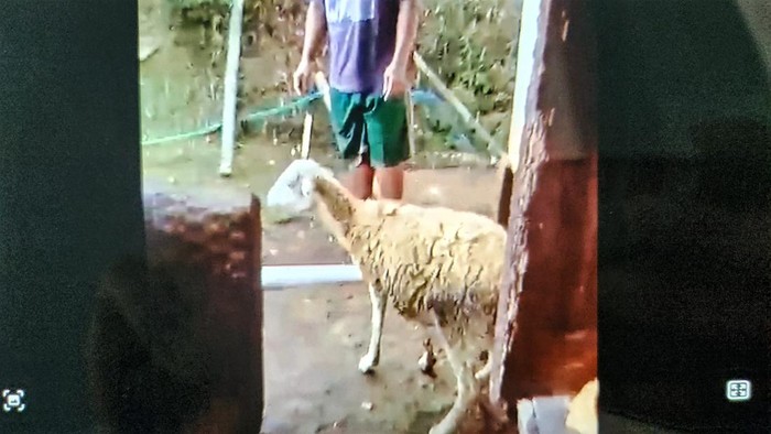 satu kor kambing hilang dan dua lannya dibiarkan dengan kondisi luka di bagian leher