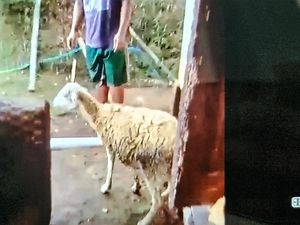 Hewan Buas yang Teror Ternak Warga di Sukabumi Macan Tutul!