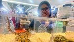 Serunya Mengenal dan Berinteraksi dengan Reptil di Mal